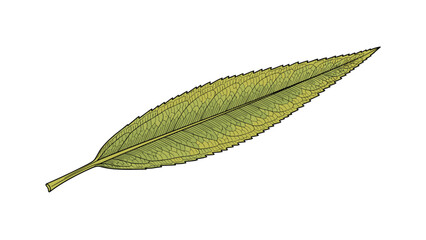 Fototapeta premium Green willow leaf with detailed veins isolated on a white background, perfect for botanical illustrations and nature designs.