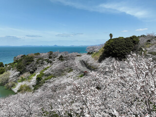 愛媛県伊予市　ふたみ潮風ふれあい公園の桜