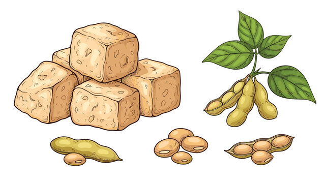 Soya bean collection featuring fresh green pods, dried beans, and cubes of firm tofu for vegetarian and vegan food concepts.