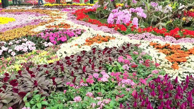 Beautiful colourful flowers on display at Lalbagh, India