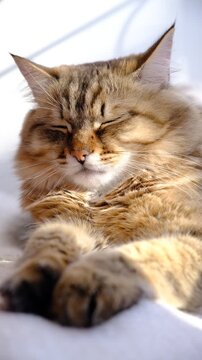 Portrait of well-fed tabby kitten, lounging. Soft morning light, enjoying sun beam. Relaxing  and ready to nap. Calmness, tranquil ambiance