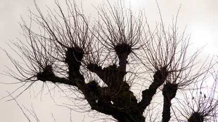 A serene European park features extraordinary rare and ancient trees with unique bark textures and...