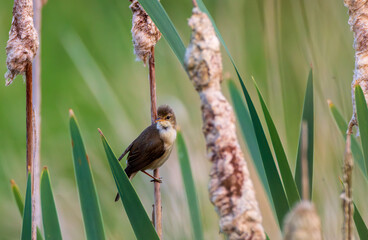 Reed warbler perching on a bulrush in marshland