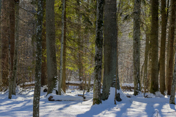 Snowy forest trees receiving warm winter sunlight