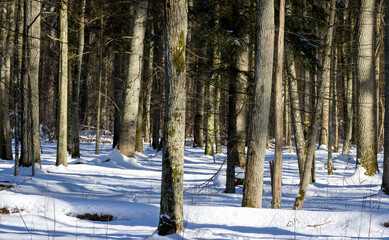Forest trees standing in fresh winter snow