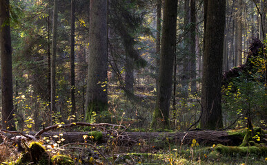 Forest trees receiving morning light through sunbeams
