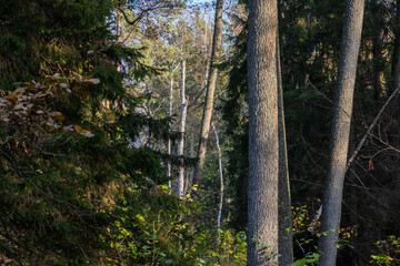 Woodland trees bathed in warm sunlight in forest