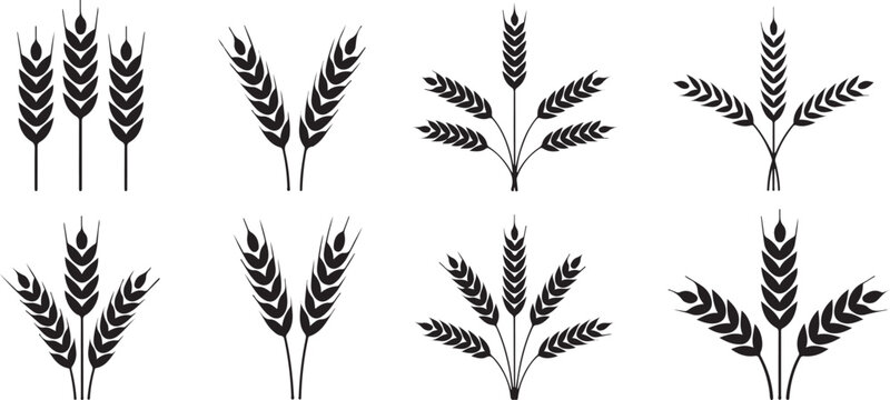 wheat stalk silhouette vector icons set of twelve designs