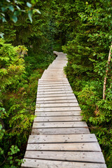 Fototapeta premium Wooden Boardwalk Through a Lush Harz Forest