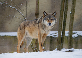 Naklejka premium European wolf Canin Lupus in natural habitat. WIld life. Timber wolf in snowy winter forest.