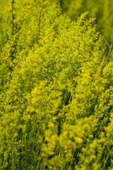 Obraz premium Vibrant yellow Lady's Yellow Bedstraw Galium verum wildflowers bloom abundantly in a sun-drenched field, bright natural