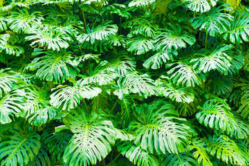Monstera plant leaves forming a wall in a tropical country. Tropical pattern. © nic