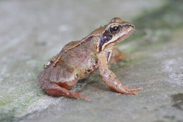Obraz premium Small wild amphibian Common frog, Rana temporaria, brown and green skin sit on a textured gray surface, full body view