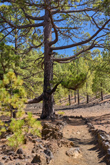 Obraz premium Canary pine beside volcanic trail at Chinyero