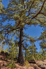 Upward view of tall Canary pine trunk and canopy