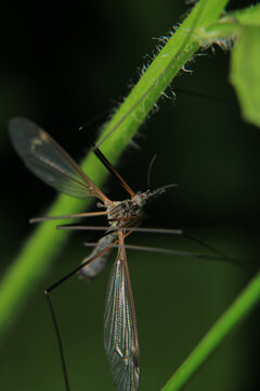 tipula luna insect macro photo	