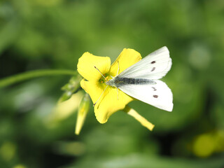 Small White butterfly (Pieris rapae) siping nectar from a Bermuda buttercup yellow flower © Paolo