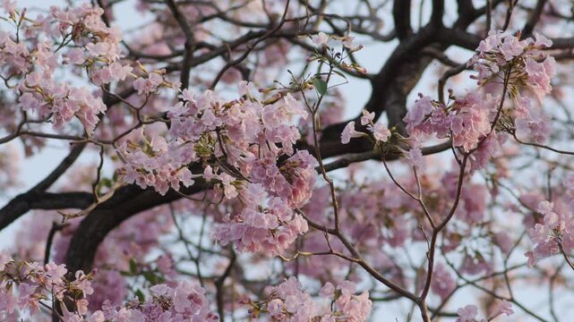 Delicate pink tabebuia trumpet flowers with ruffled petals and buds blooming on branch soft romantic spring blossom