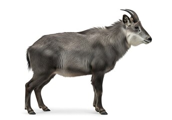 Obraz premium Full body view of a grey mountain goral with salt and pepper fur isolated on a white background.
