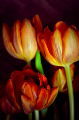 Tulpen orange in einer Reihe vor Holz Dekoration