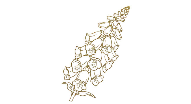 Elegant Golden Botanical Foxglove Flower Illustration Artwork Digitalis Purpurea Drawing