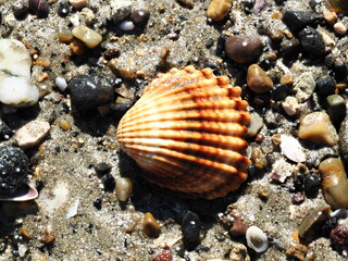 Seashell of a  bivalve mollusk from the Cardiidae family in its environment © Paolo