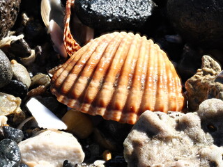 Seashell of a  bivalve mollusk from the Cardiidae family in its environment © Paolo