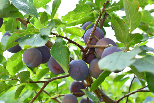 Ripe Purple Plums Hanging on a Branch in a Garden tree close up