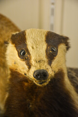Close-up of a curious badger's face © Letitia