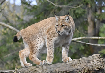 Obraz premium Luchs