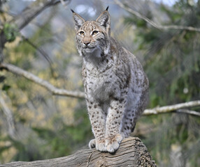 Obraz premium Luchs Europäisch