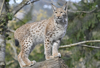 Luchs © MEISTERFOTO