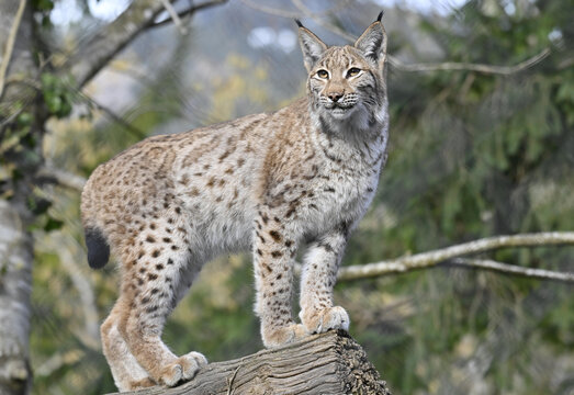 Luchs