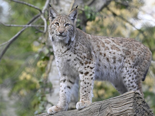 Fototapeta premium Luchs