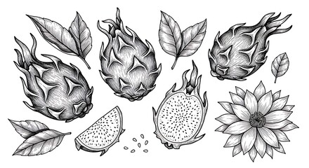 Monochrome botanical illustration of dragon fruit with leaves and a flower, isolated on white