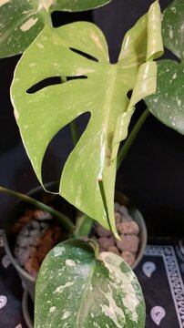 Monstera Thai Constellation leaf unfurling time-lapse, variegated houseplant growth on dark background, water drops on leaf, 4K
