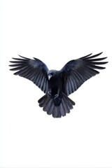 Obraz premium Majestic black raven in flight against white background