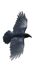Fototapeta premium Majestic black raven in flight with outstretched wings on white background