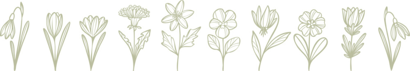 Elegant hand drawn tiny spring flowers and plants modern line art illustration clip art set © Kati Moth