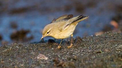 grey crowned night heron