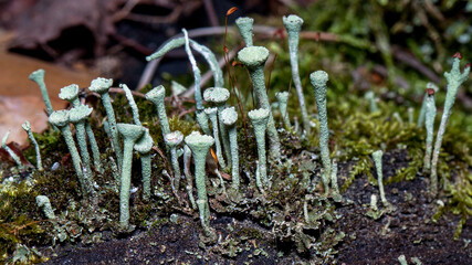 spring in the forest