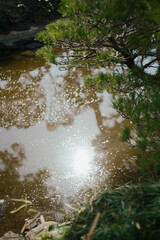 Naklejka premium 新しい春の光