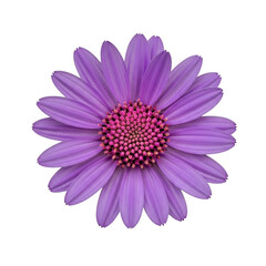 A vibrant purple flower with delicate petals and a bright yellow center isolated on transparent background