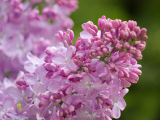 Fototapeta premium Lilac blossoming flowers creating spring purple concept
