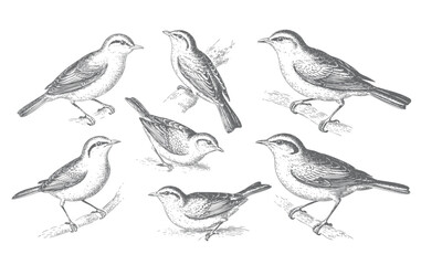 Fototapeta premium Vintage sparrow bird collection in classic engraving ink sketch style isolated on white background.