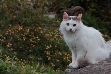 outdoor cat in the meadow © Catarina
