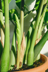 Fototapeta premium Sprout emerging from zz plant, symbolizing growth, new beginnings