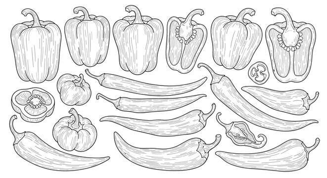 Detailed line art sketches of various peppers including bell peppers, chili peppers, and cross-sections for culinary themes.