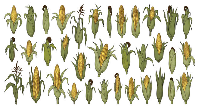 Detailed illustration set of corn ears in various husk stages and positions featuring yellow kernels and green leaves.