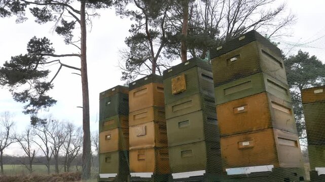 Overcast winter scene showing styrofoam beehives protected with bird netting, with wild rose hips prominently visible in the foreground